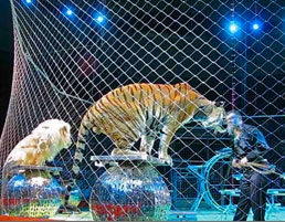 Moscow circus by Steve Jurvetson/creative commons