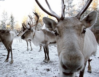 Reindeer by Lapland Hotels