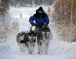 Dog sledding in Finland