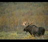 Moose by Staffan Widstrand - VisitSweden