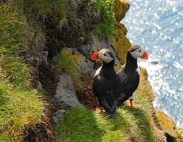 Puffins by Iceland Tours