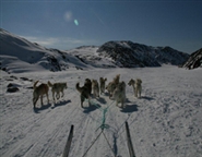Huskies
