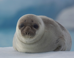 Seal cub by ilovegreenland