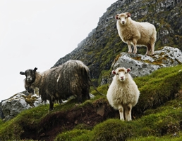 Photo by Jacob Eskildsen for Visit Faroe Islands
