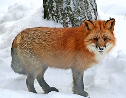 Lapland fox by VisitFinland