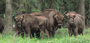 Bialowieski by Poland Tourism Board