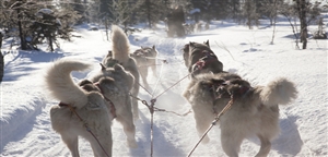 Huskies - VisitFinland