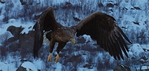Eagles by Rob - DataDial 