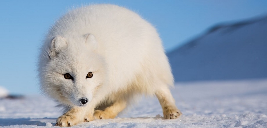Polar fox in Svalbard. Credit: Asgeir Helgestad - VisitNorway.com