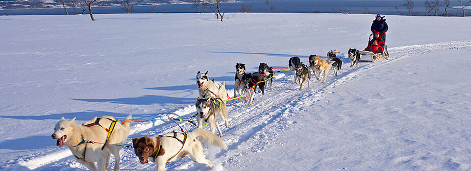 Dog sledding by VisitTromso