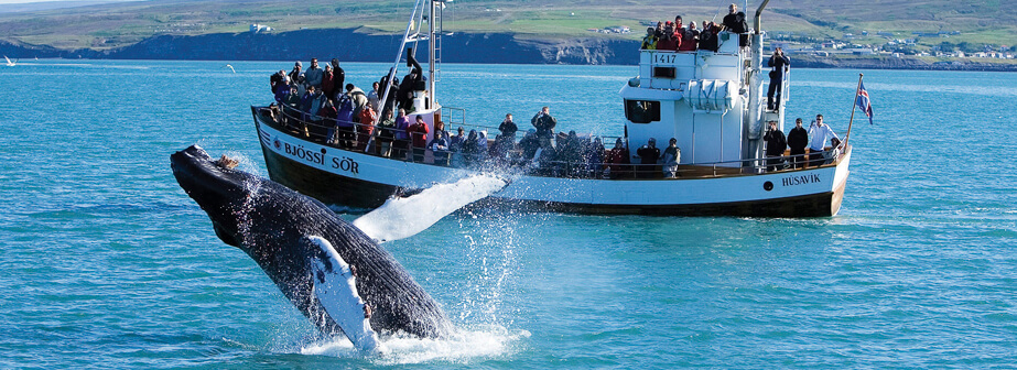 Whale watching in Husavik by GJ Travel