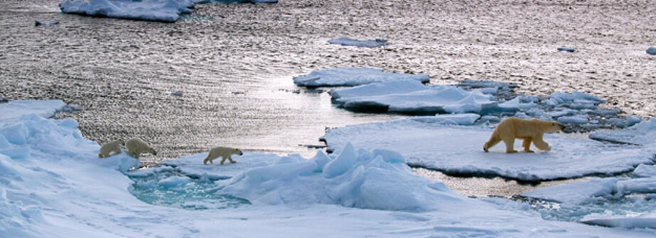 White bears by M/S Expedition