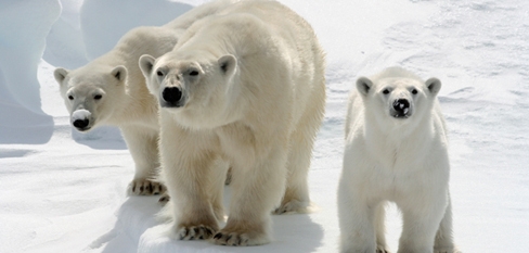 Polar Bears