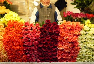 Roses for sale at the 24 hour flower market in Vilnius, Lithuania