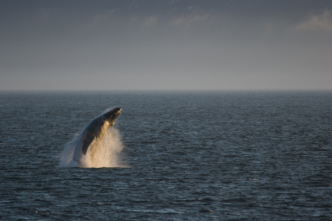 Humpback Whale