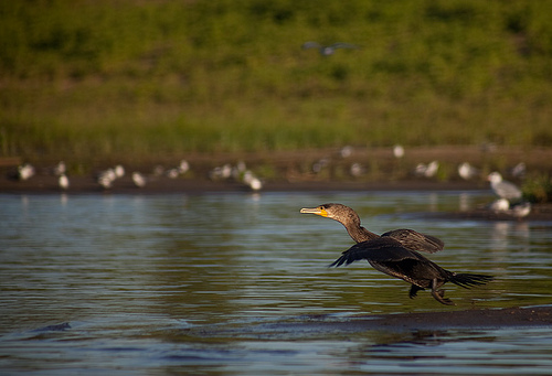 Volga Delta