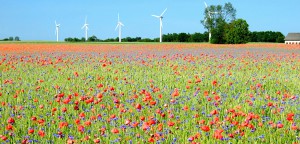 Grain Field with Wild Flowers and Wind Turbines