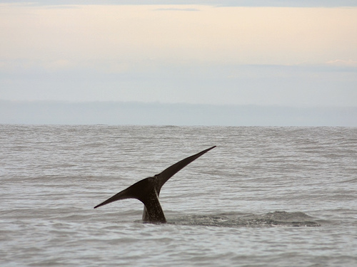 Fluke of a diving sperm whale in Norway