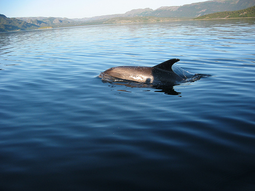 Dolphin/whale outside family cabin along a fjord in Northern Norway.