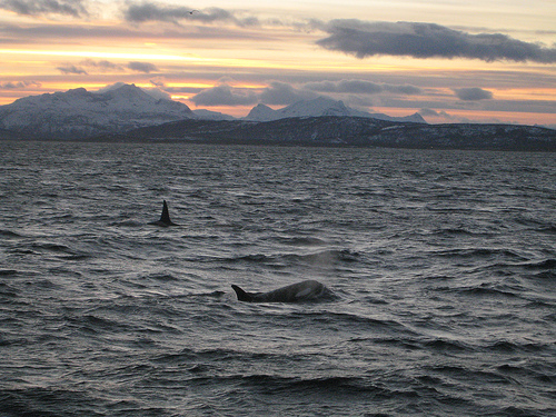 An orca whale in the waters of Northern Norway