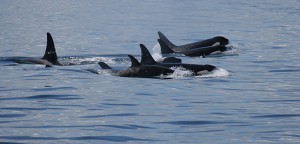 Killer whales by ilovegreenland