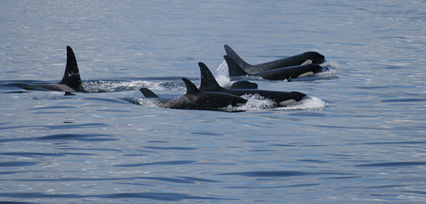 Killer whales by ilovegreenland