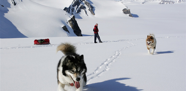 Skiing with husky dogs