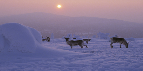 Reindeers_Finland