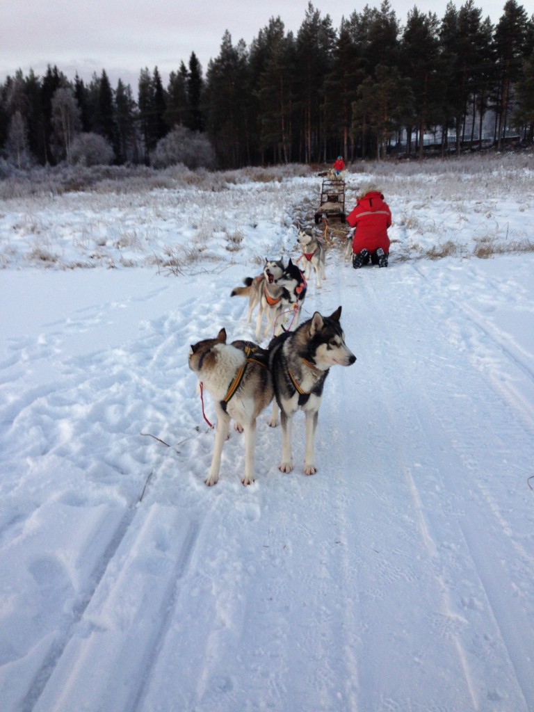 Inga dogsledding Sweden Aare Nov 14