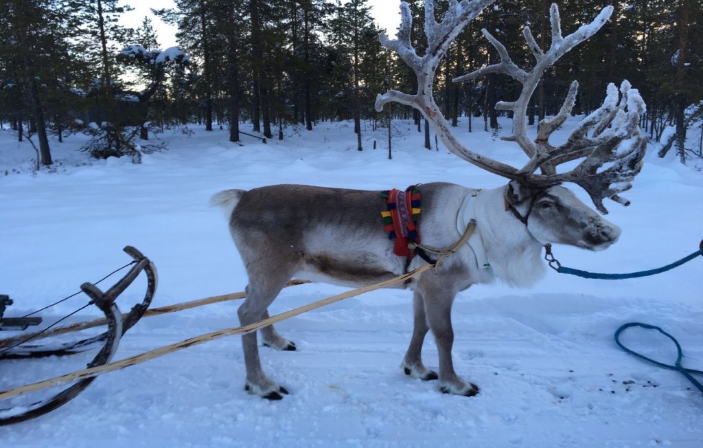 , Discovering Lapland, Rovaniemi and Kittila