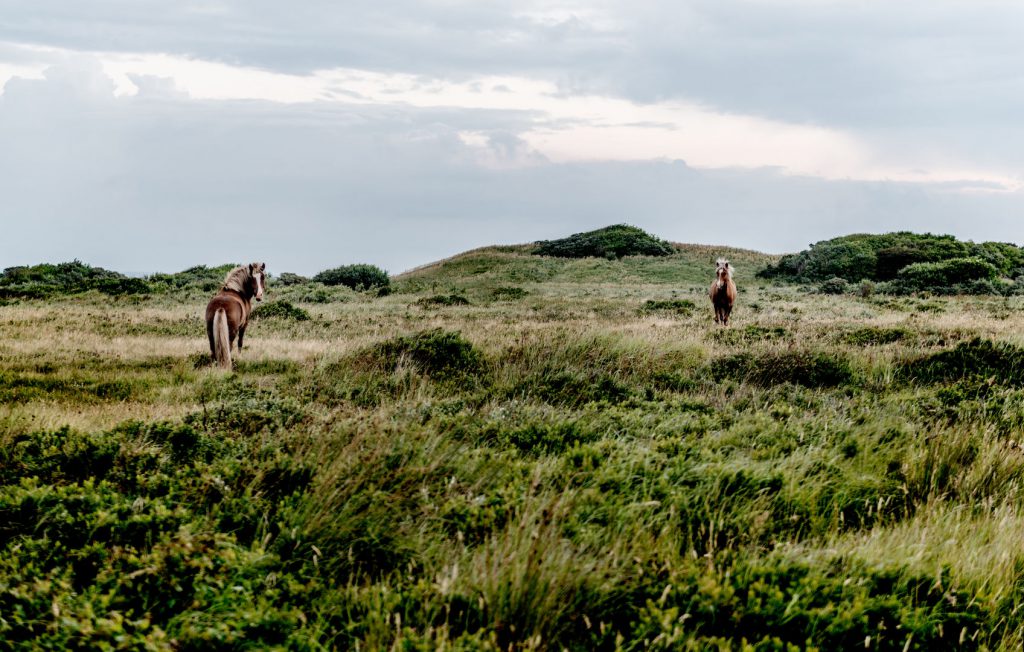 National Park Thy horses by Mette Johnsen