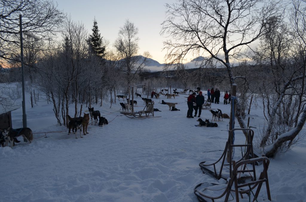 Huskies taking a break in the snow