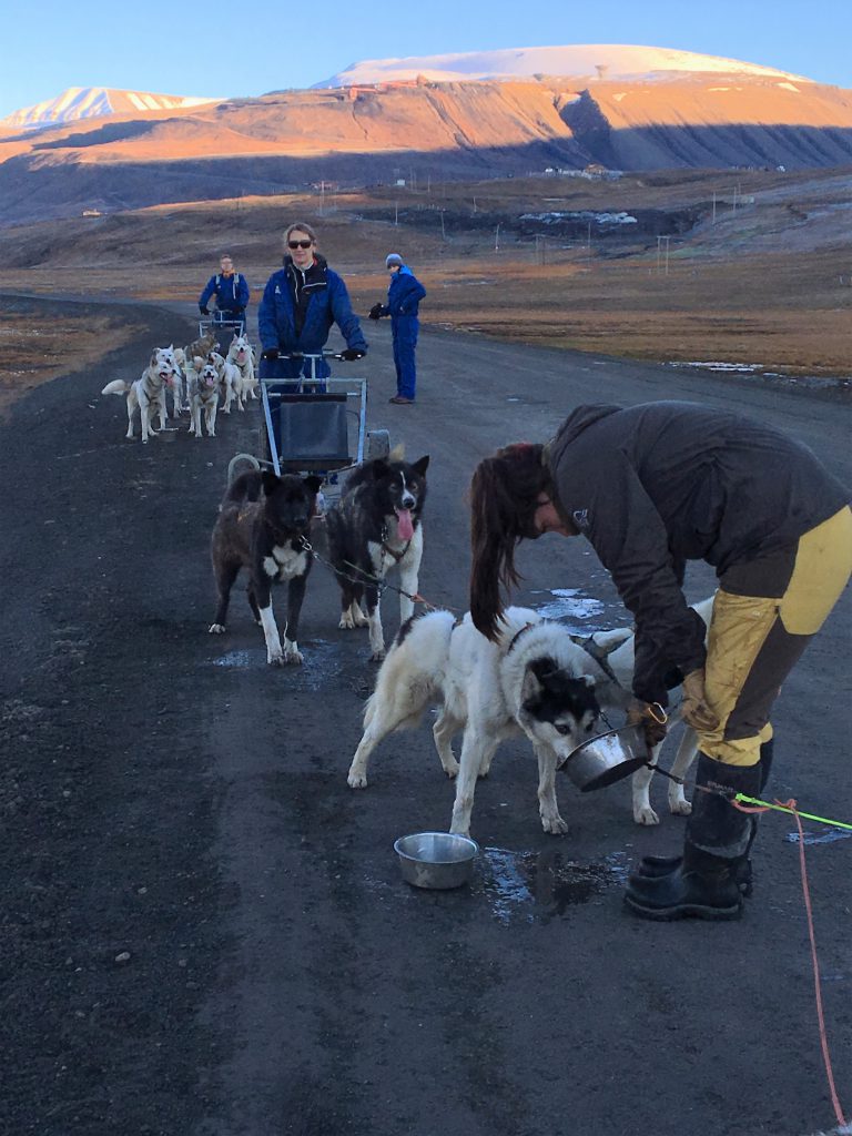 Dogsledding on wheels at Bolterdalen Trapper's Station