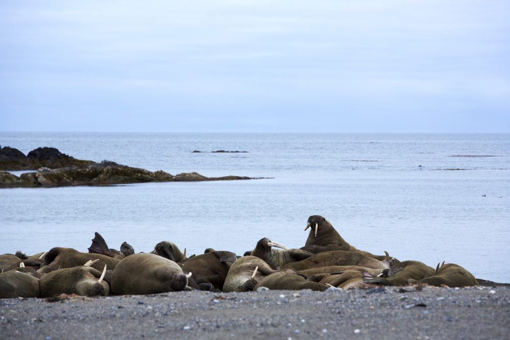 Walruses on the shore (Photo by Basecamp Explorer)