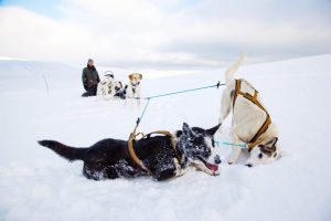 dogsledding dogsledding photovg 2 1000x667