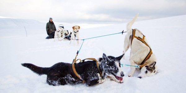 dogsledding dogsledding photovg 2 1000x667