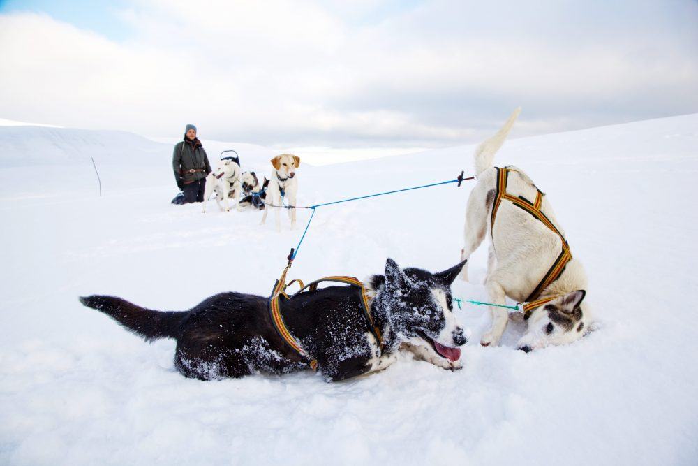 dogsledding_dogsledding_photovg_2-1000x667