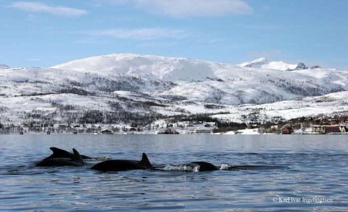 , All About the Lofoten Islands