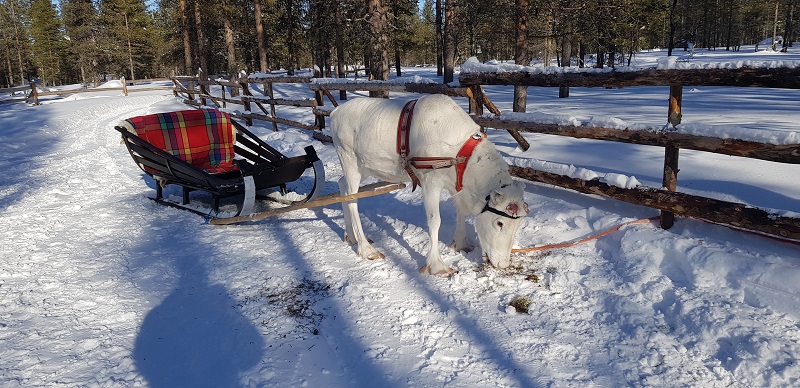 , Aurora Adventure Short Break in Finnish Lapland