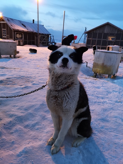 Husky in Svalbard
