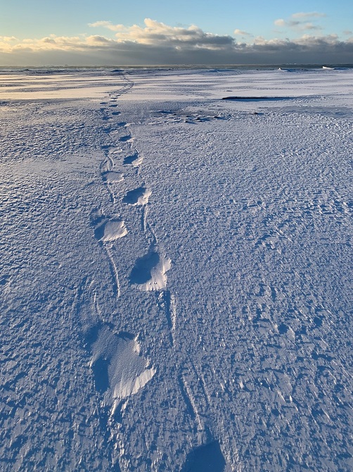 Polar bear tracks Isfjord Radio Toril Basecamp Hotel