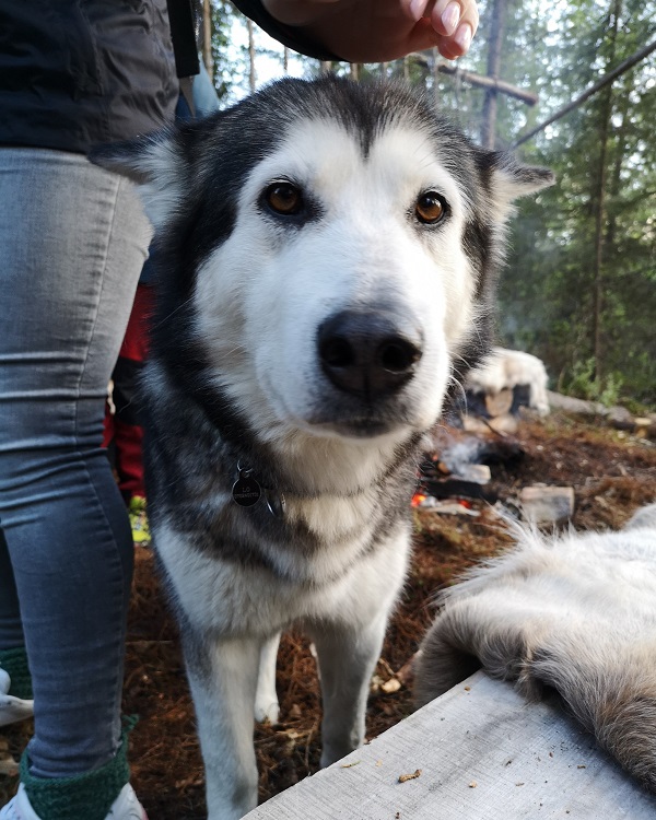 Huskie at the Camp North