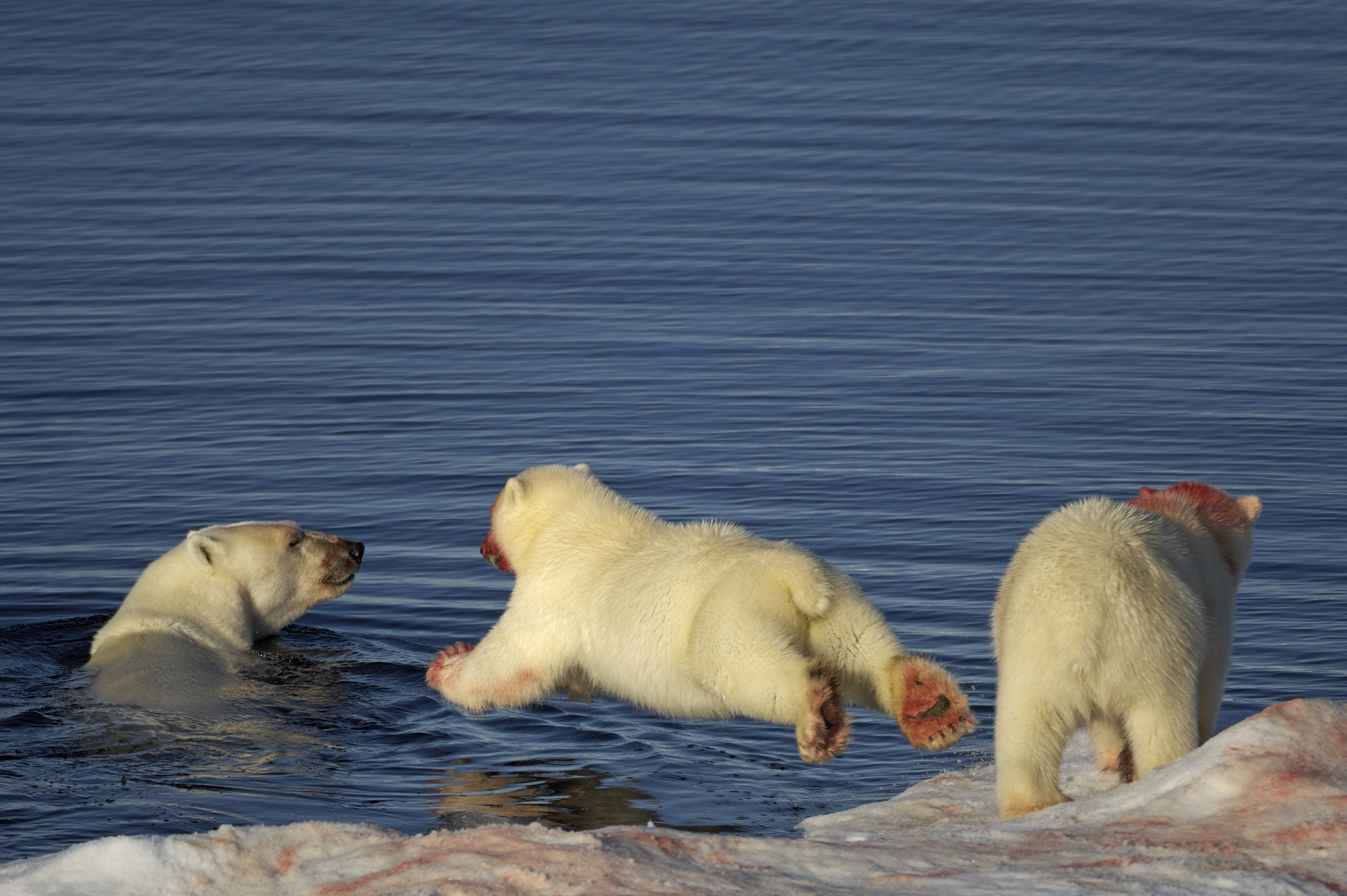 , Greenland is in focus&#8230;