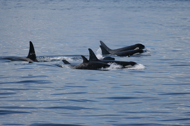 Killer whales by ilovegreenland