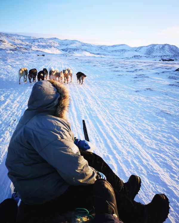 Dog Sledding in Greenland