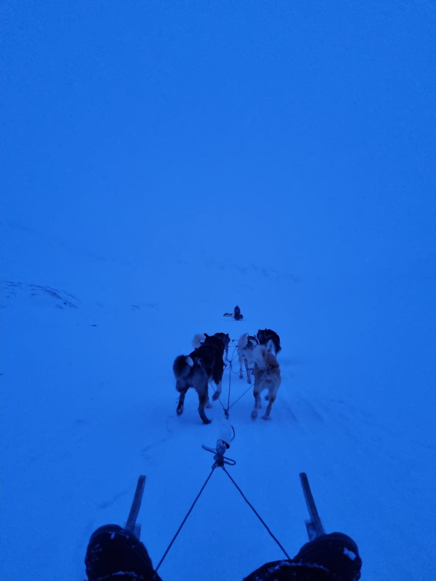 Dog Sledding at Bolterdalen