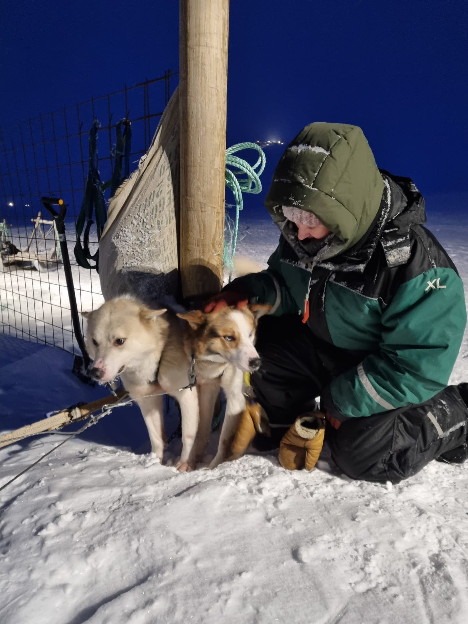 Dog Sledding at Bolterdalen