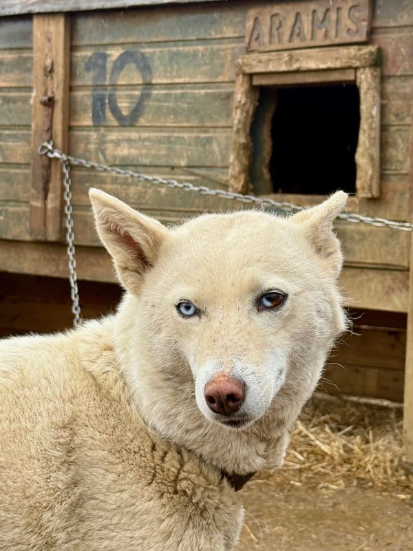 Husky Husky