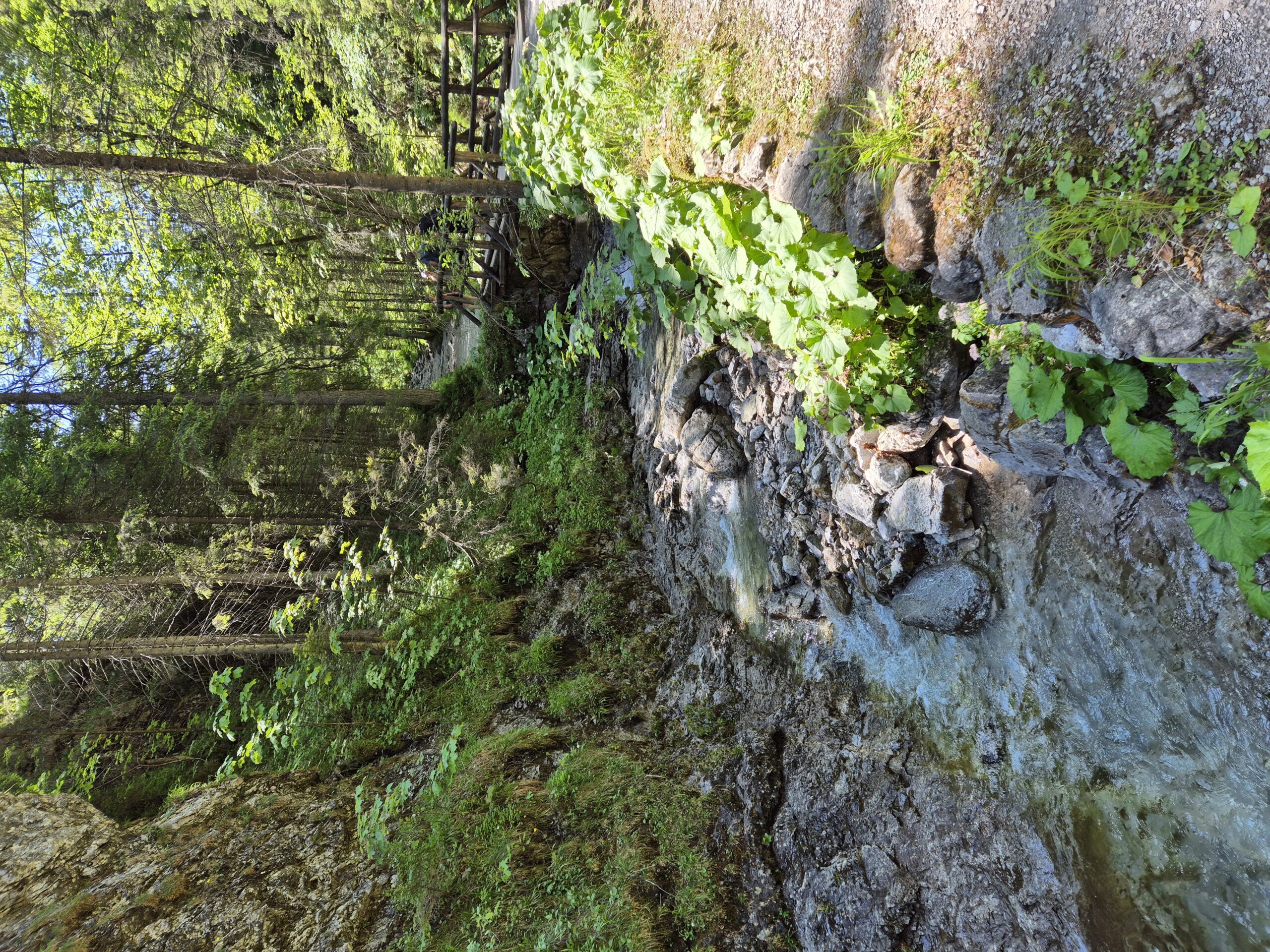 Gentle stream in a green forest