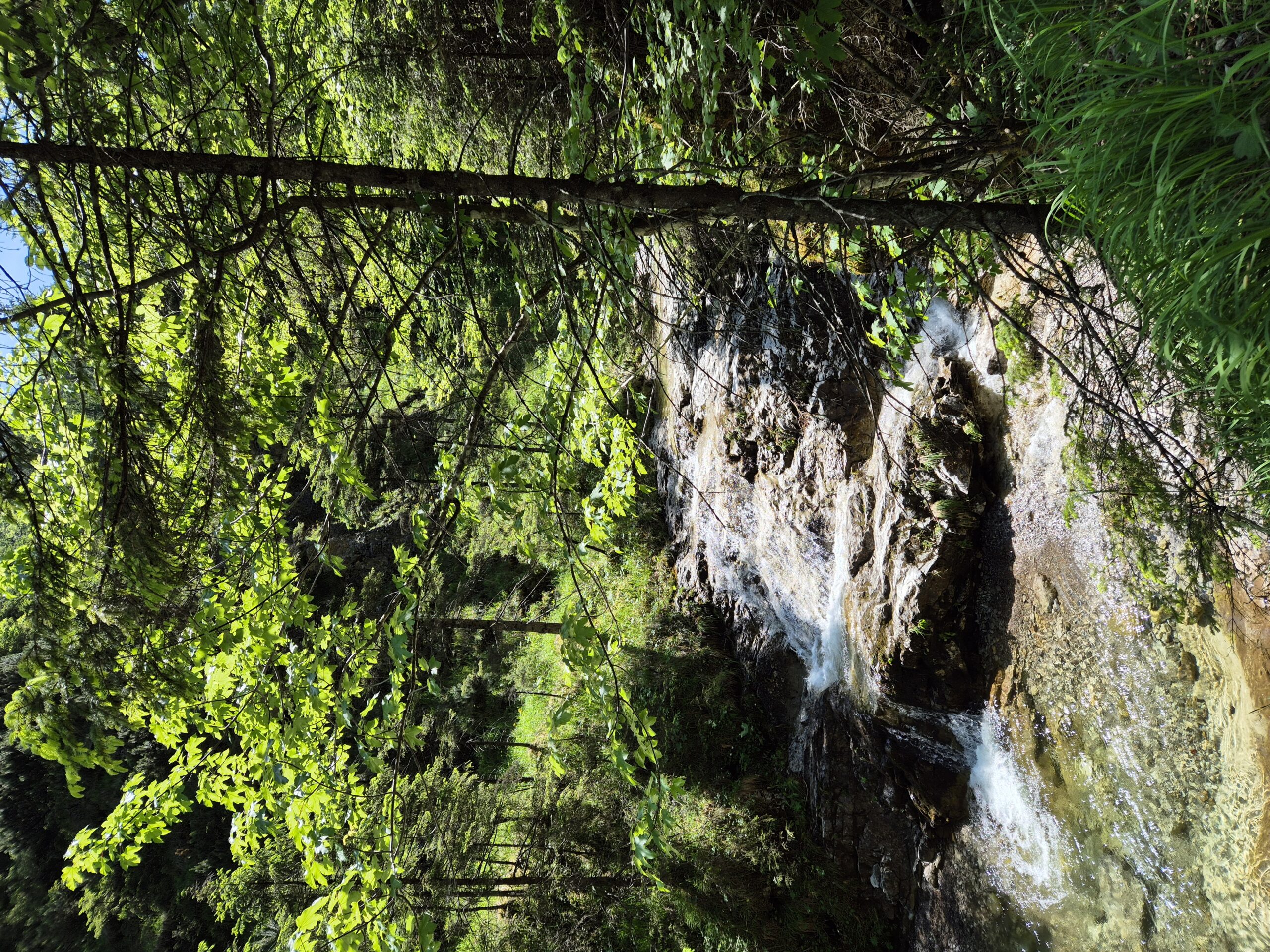 Gentle stream in a green forest